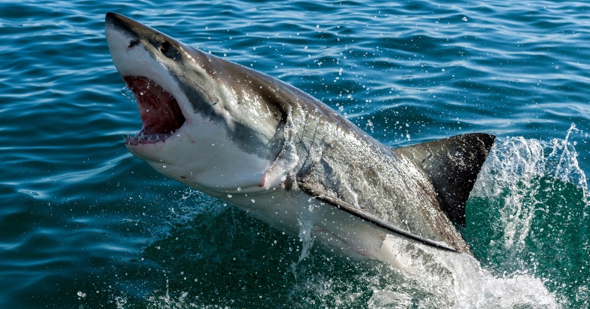 Great White Shark