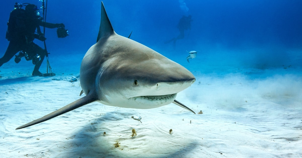 Bull Shark