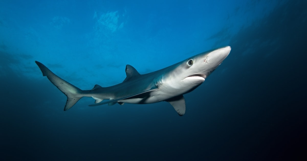Blue Shark